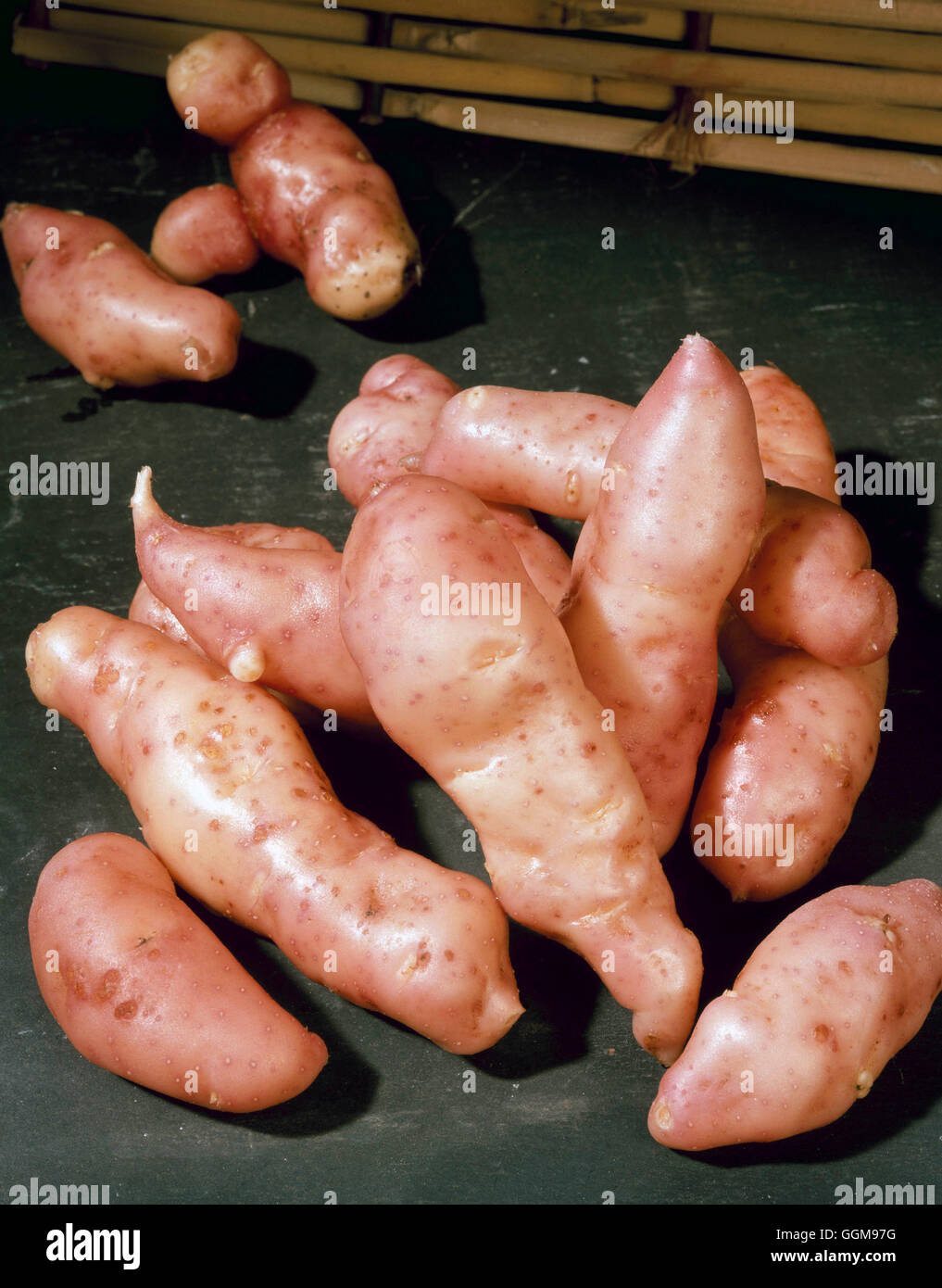 Potato - `Pink Fir Apple' (Late Maincrop)   VEG074894 Stock Photo